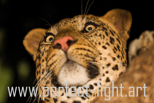 Last View of the Leopard's Prey