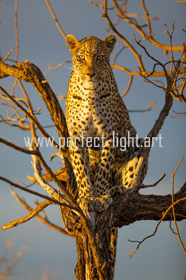 Enthroned Leopard