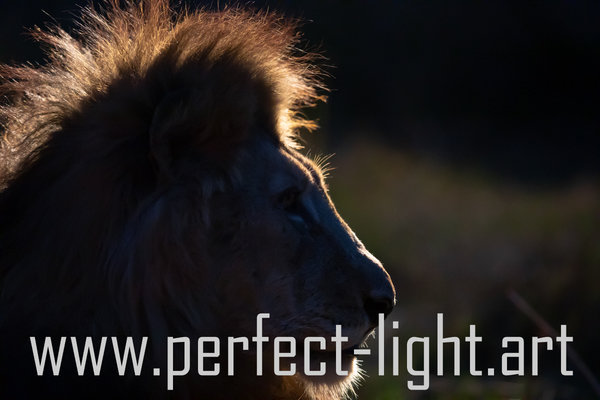 Lion in the Spotlight